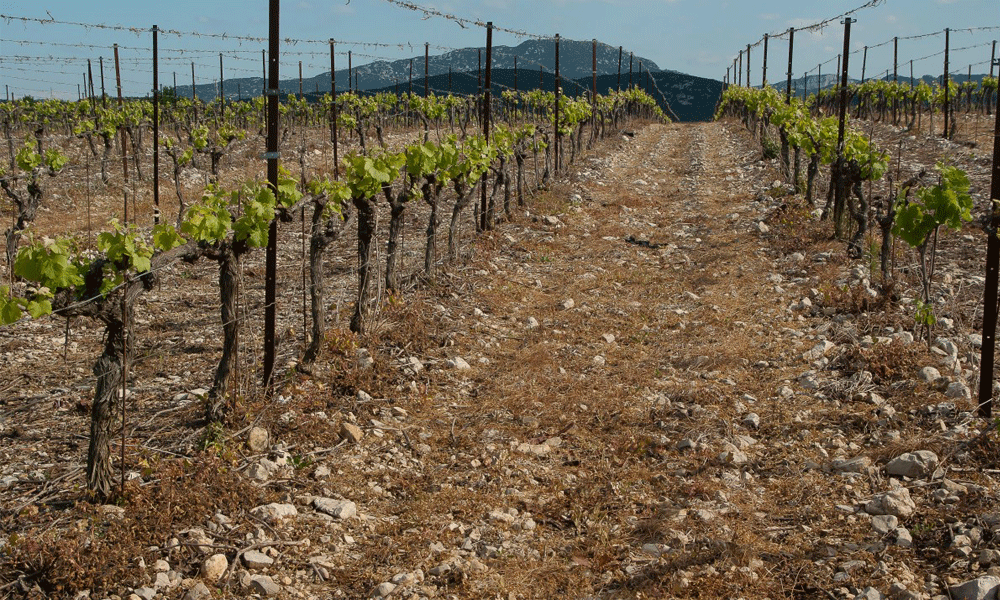 Syrah vinmark