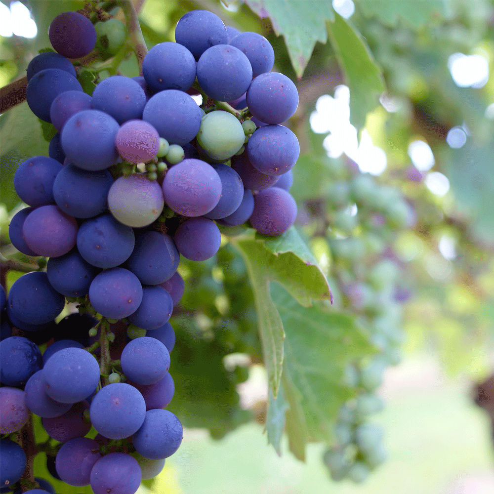 Pinot Noir druer