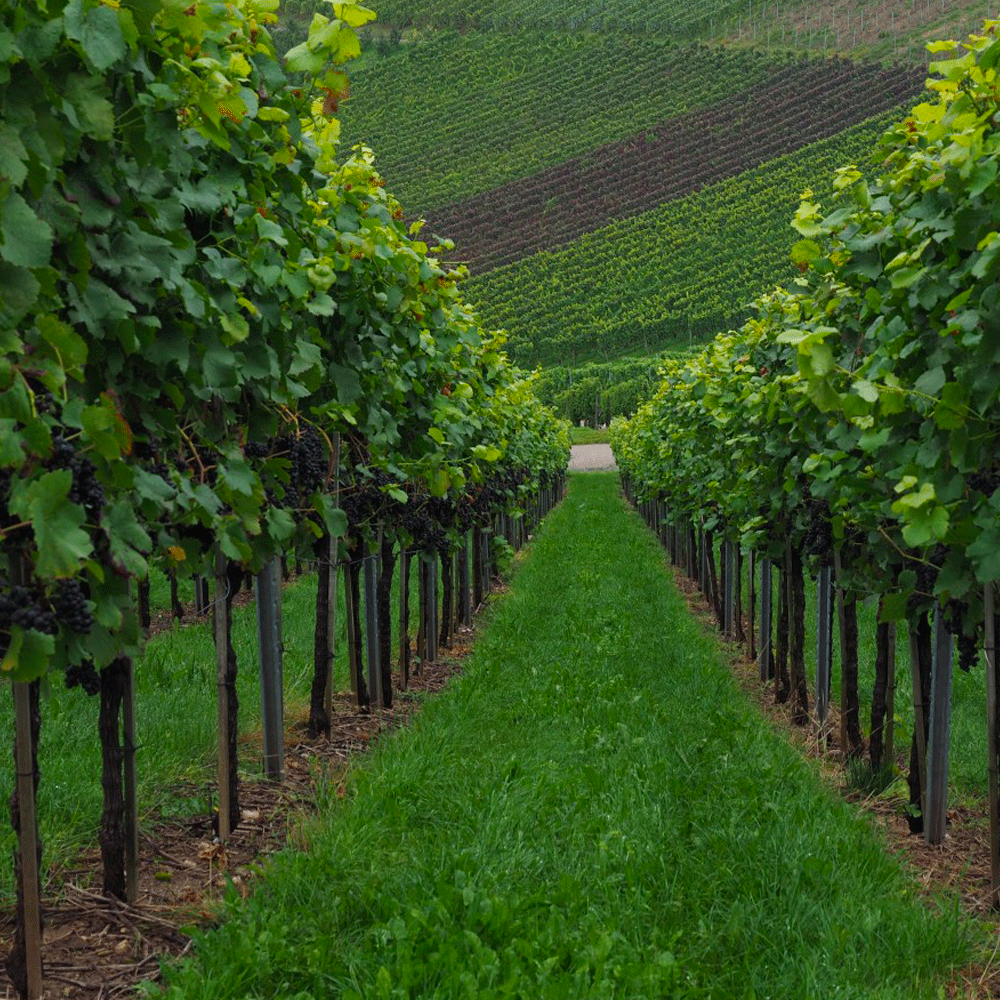 Vinmark
